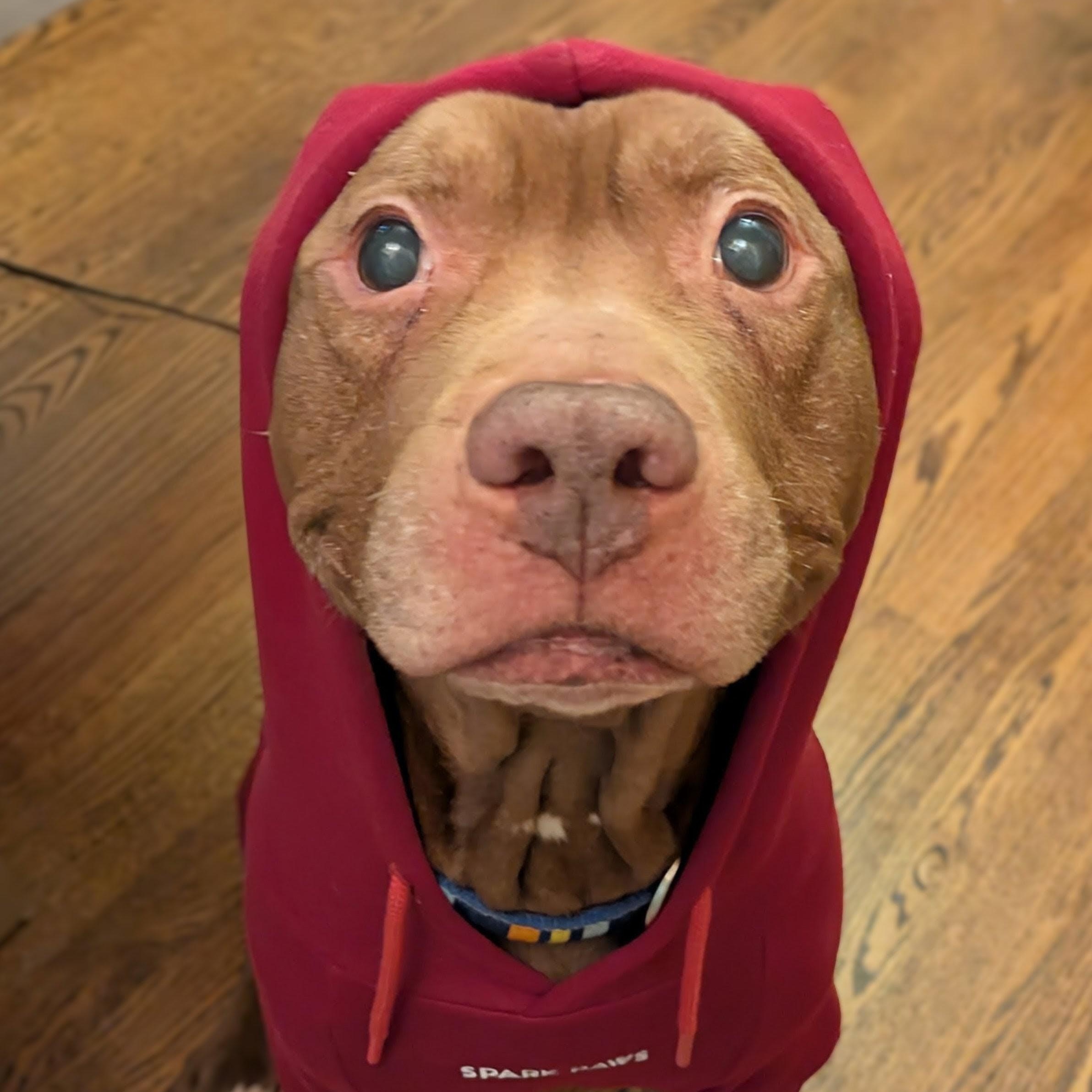 Enlarge Kane, an adopted mixed breed in Peotone, IL image 2/6