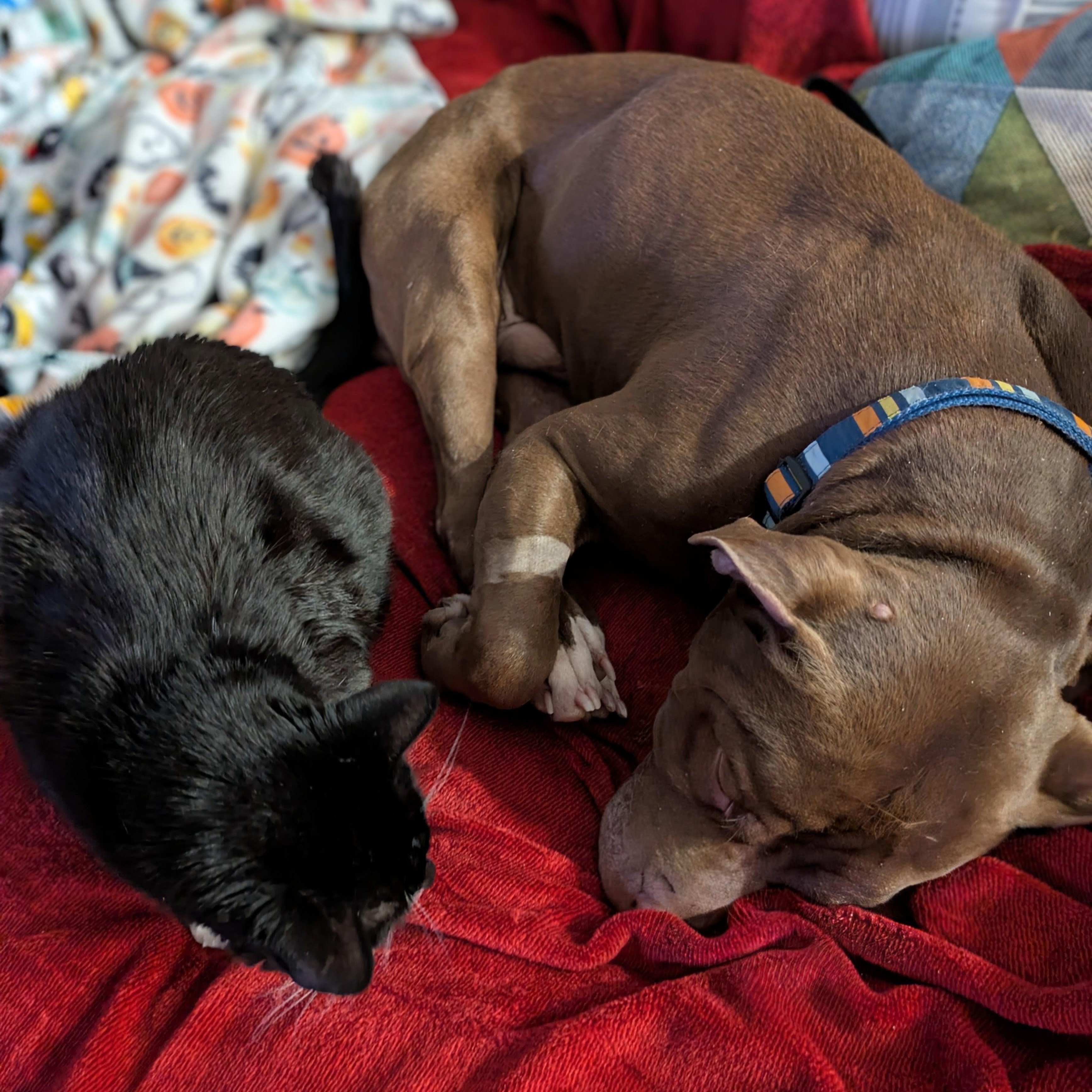 Enlarge Kane, an adopted mixed breed in Peotone, IL image 3/6