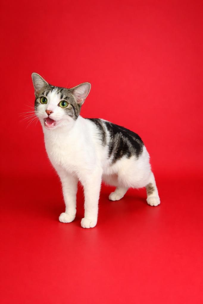 Enlarge Sisi, a Adoptable mixed breed in Wauchula, FL image 1/1