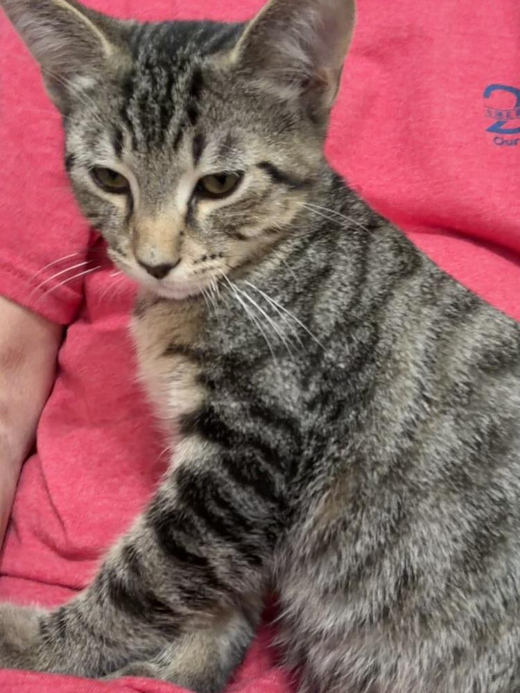 Enlarge Little Peanut - Bonded w/Pawly Shores, a Adoptable mixed breed in Little Rock, AR image 4/4