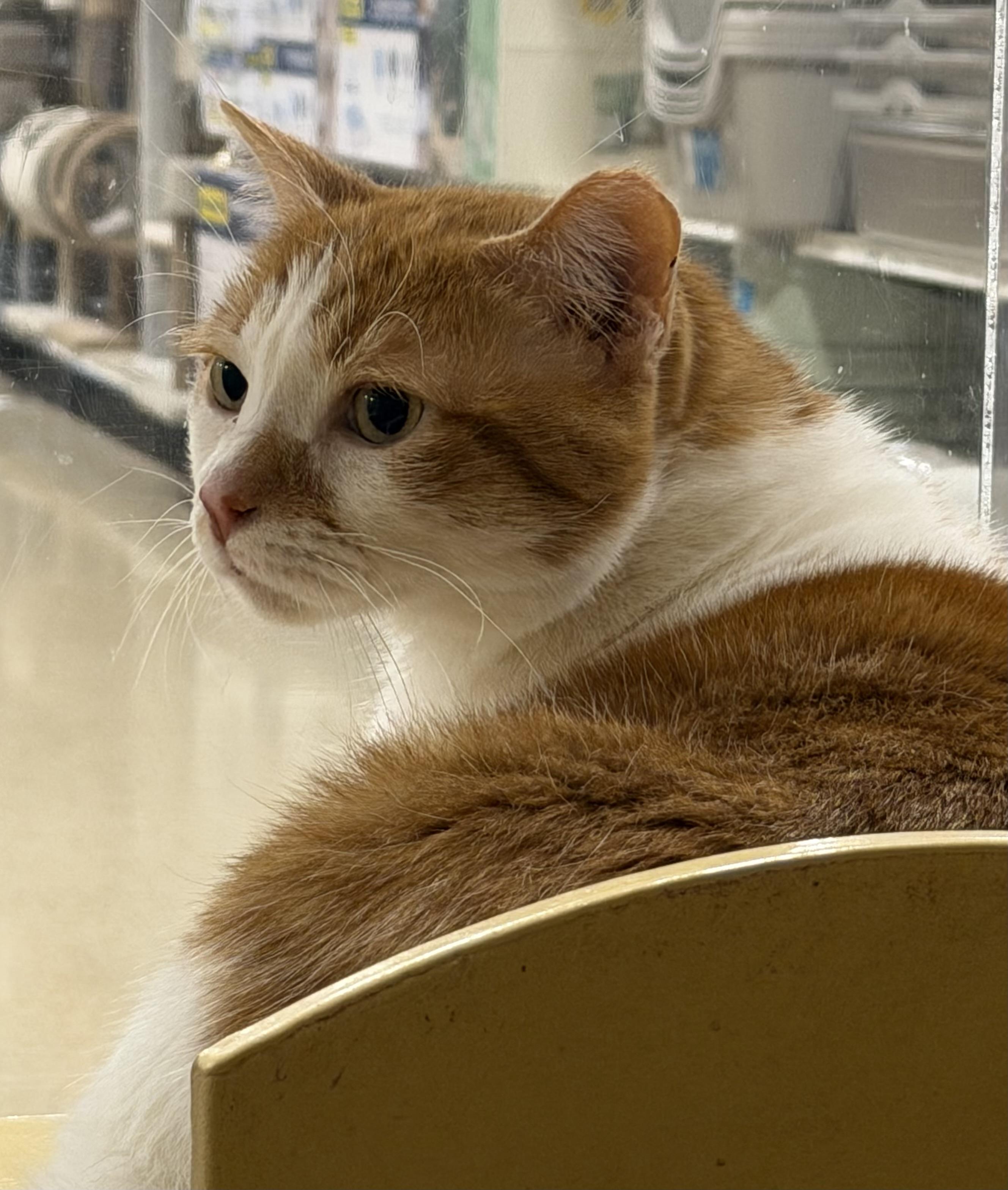 Otis & Milo, an adopted Domestic Short Hair in Charlotte, NC image 5/5