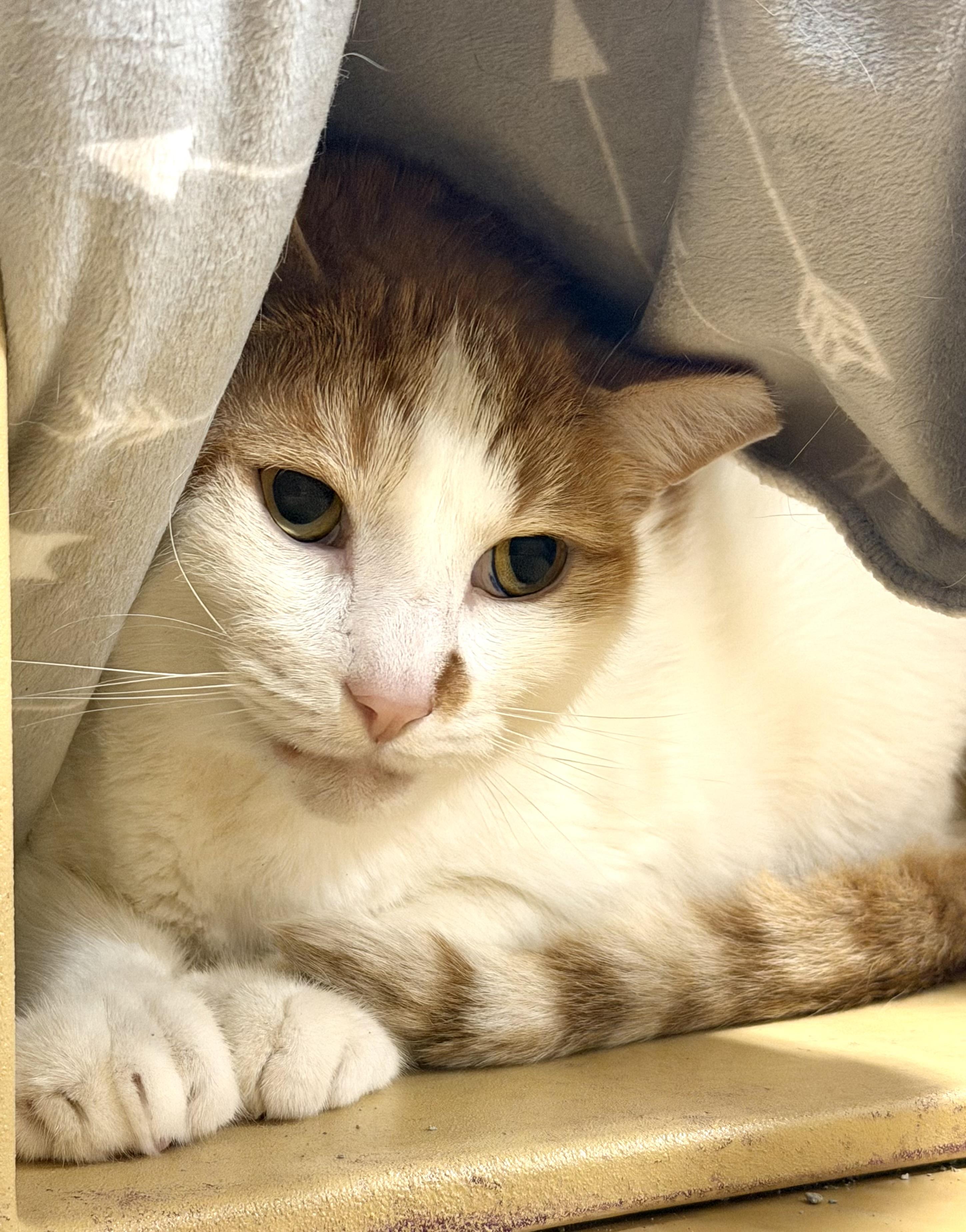 Otis & Milo, an adopted Domestic Short Hair in Charlotte, NC image 4/5