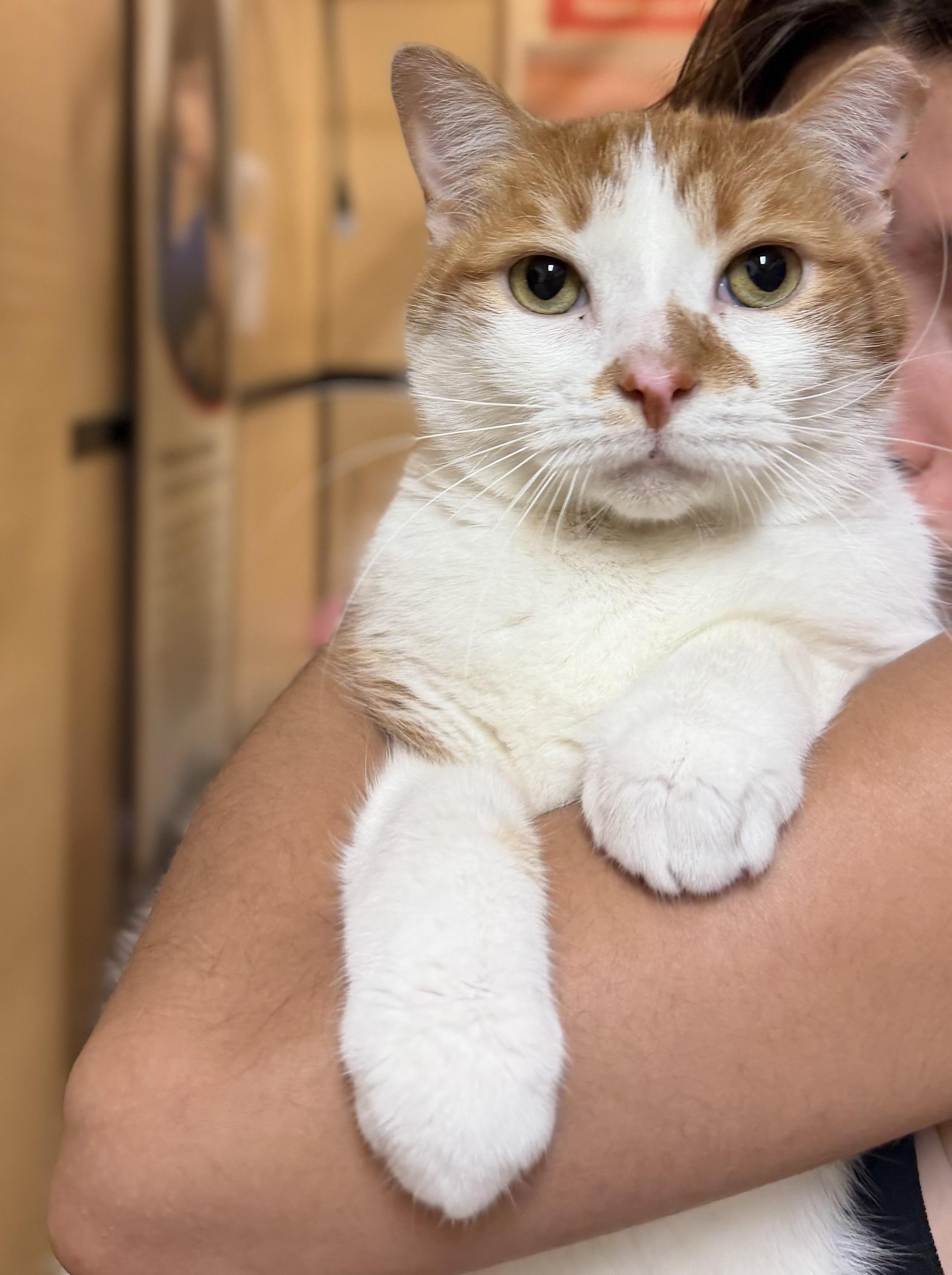 Otis & Milo, adopted, Senior Male Domestic Short Hair.