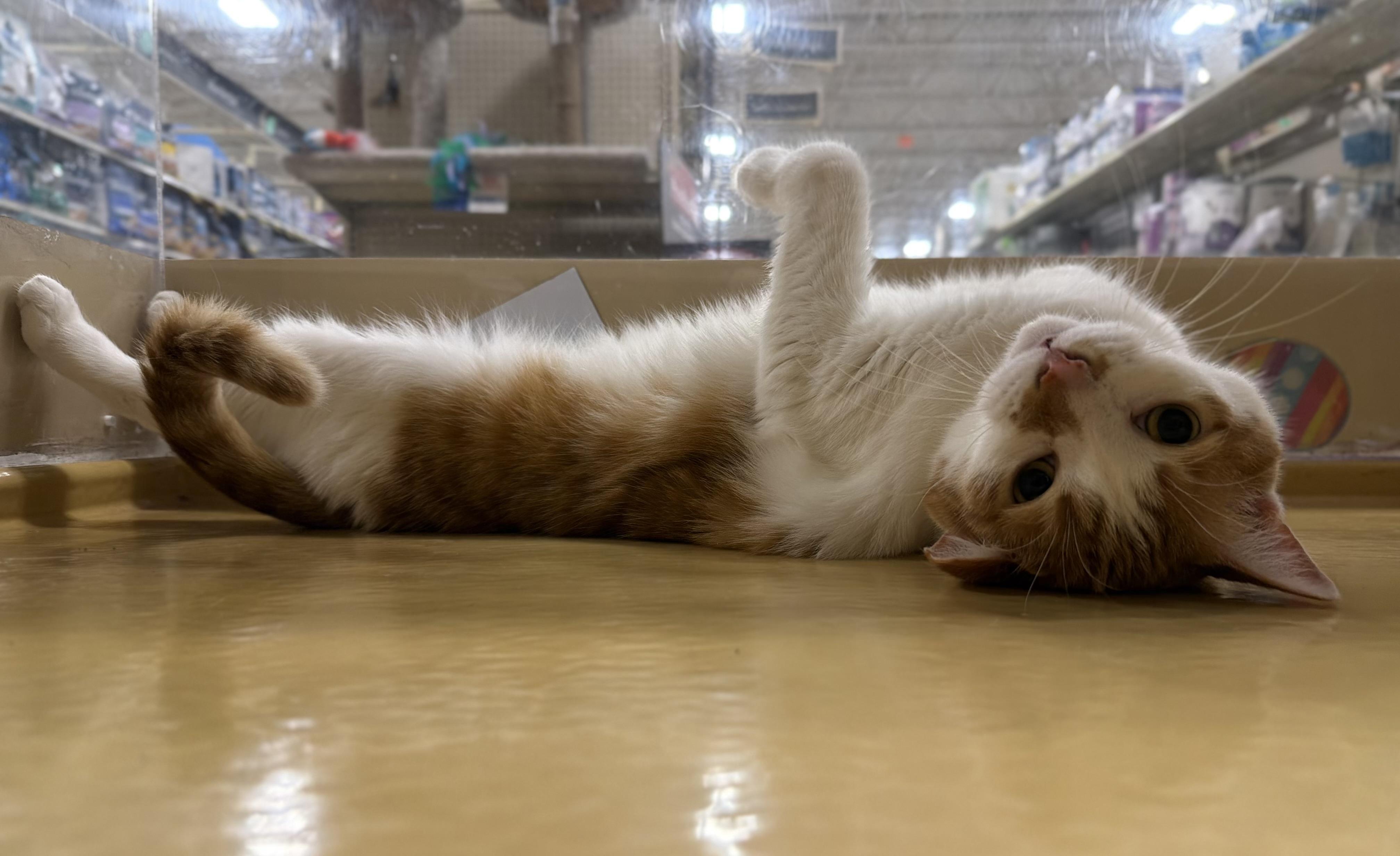Otis & Milo, an adopted Domestic Short Hair in Charlotte, NC image 2/5