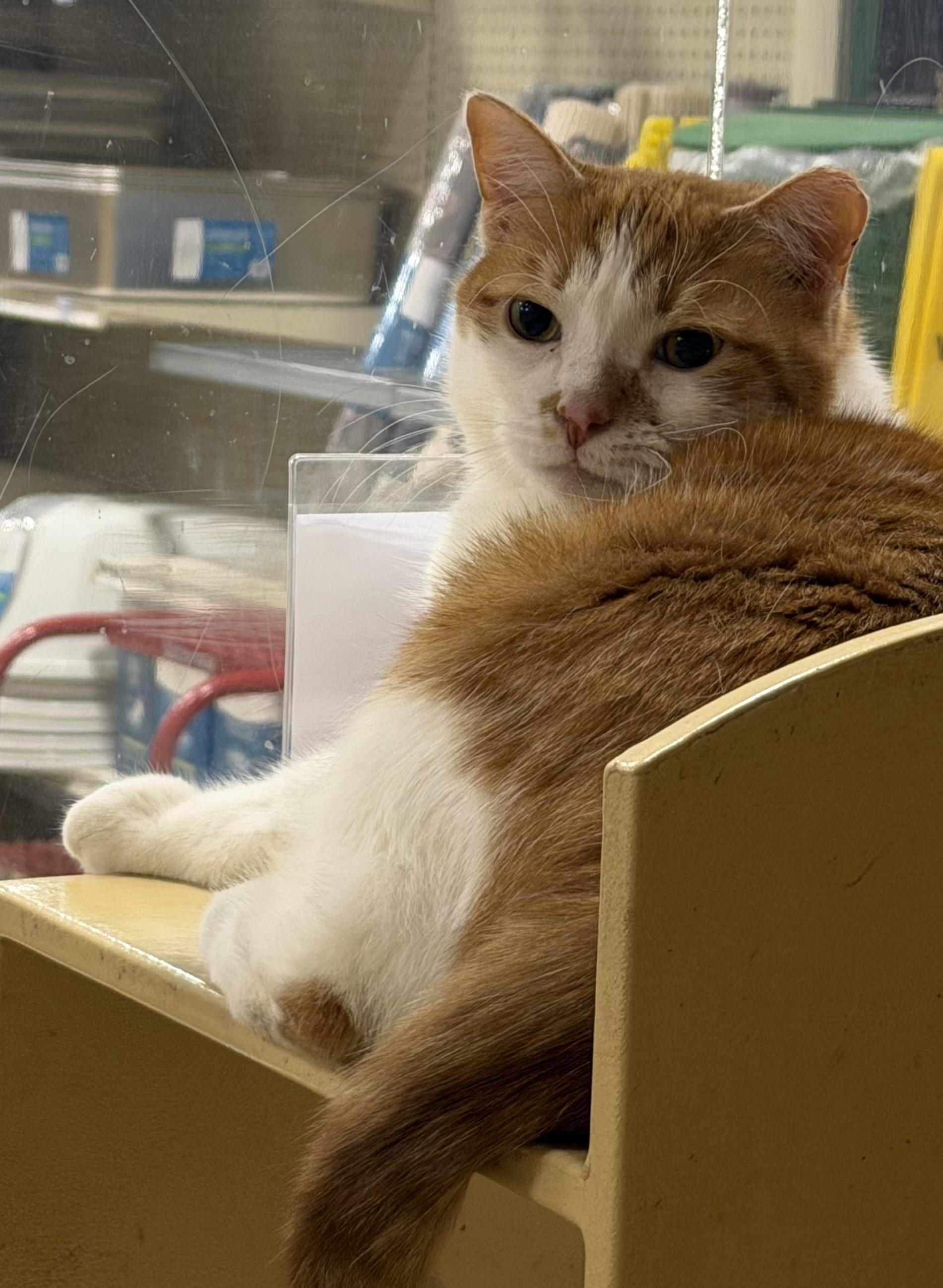 Otis & Milo, an adopted Domestic Short Hair in Charlotte, NC image 3/5