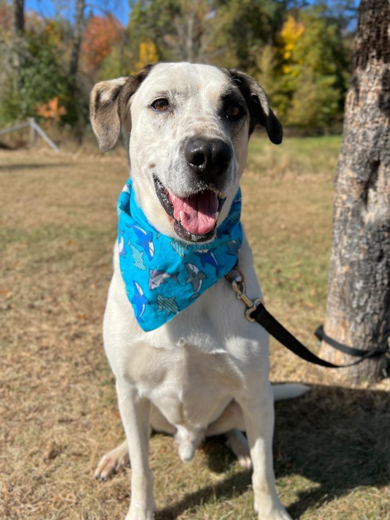 Enlarge Ryder, a Adoptable mixed breed in Menomonie, WI image 1/6