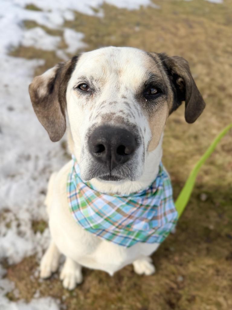 Enlarge Ryder, a Adoptable mixed breed in Menomonie, WI image 2/6