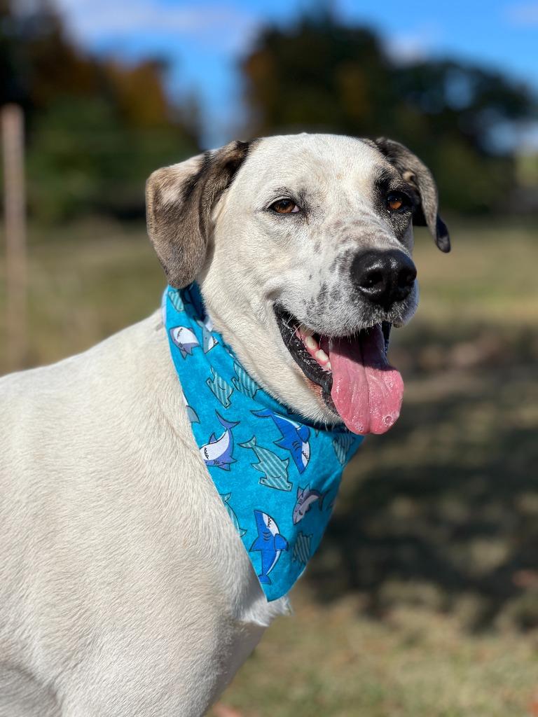 Enlarge Ryder, a Adoptable mixed breed in Menomonie, WI image 4/6