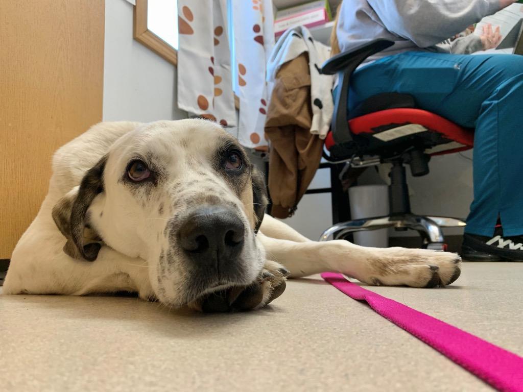 Enlarge Ryder, a Adoptable mixed breed in Menomonie, WI image 5/6