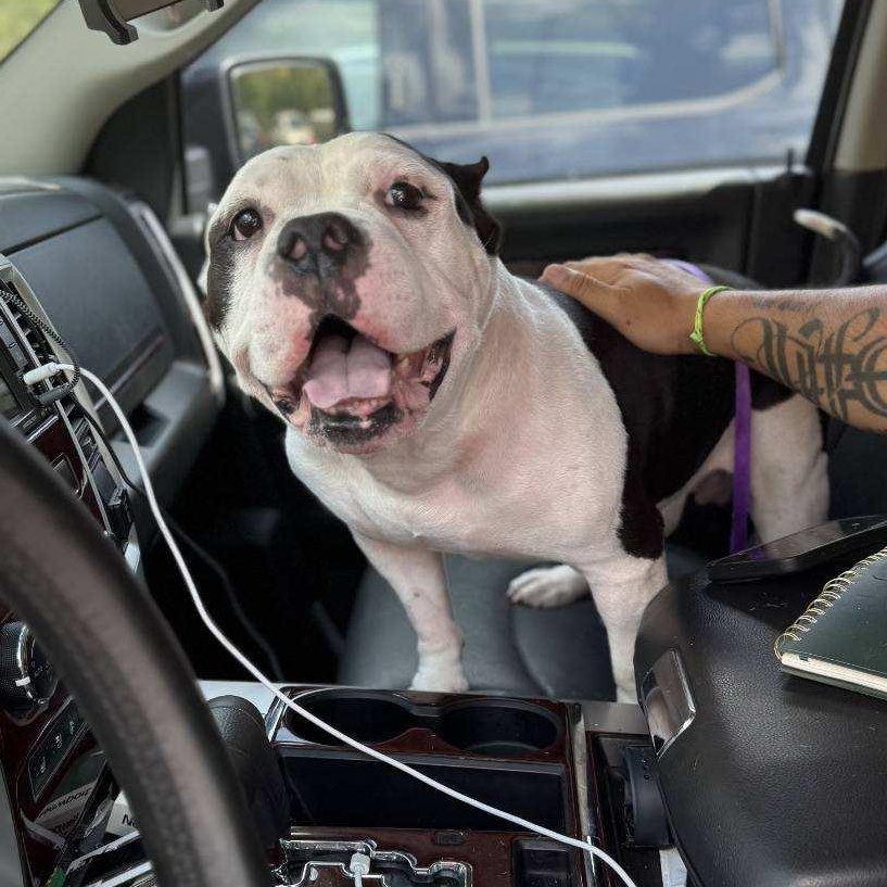 Oinkey, adoptable, Adult Male American Bully.