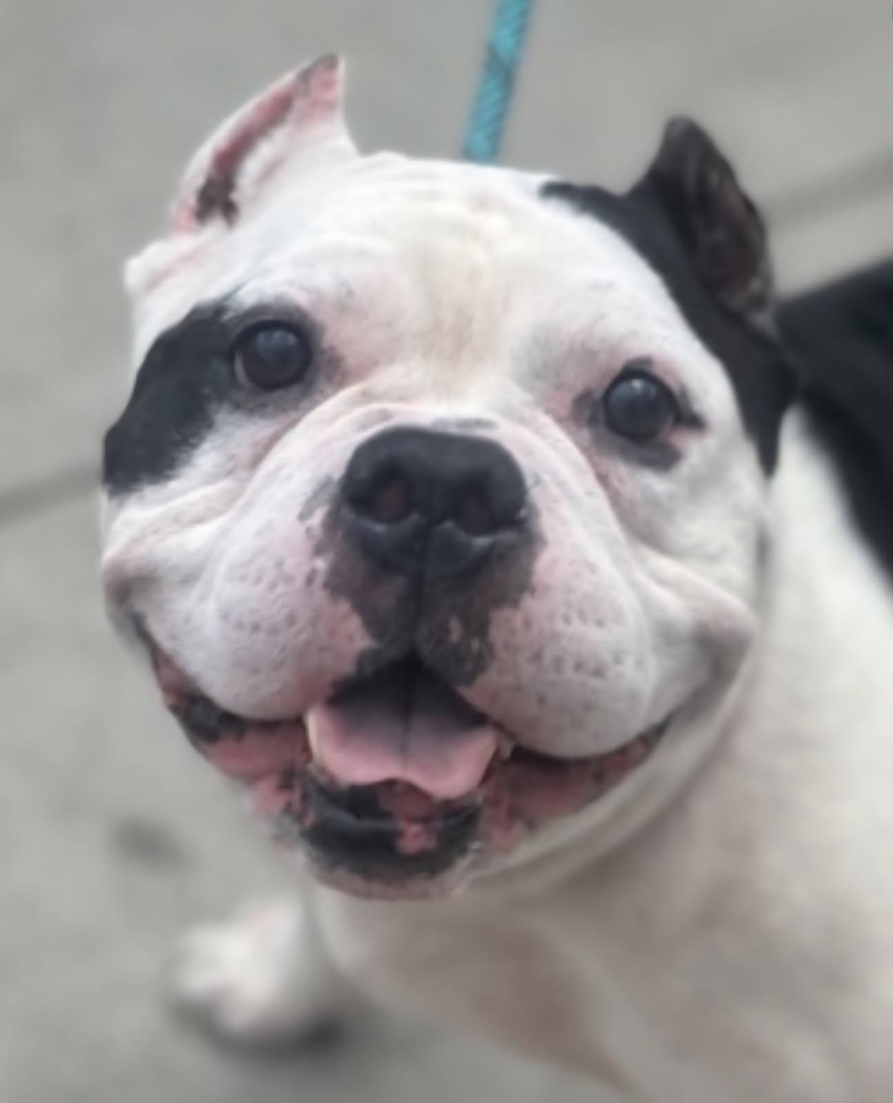 Enlarge Oinkey, an adoptable mixed breed in Brewster, NY image 2/4