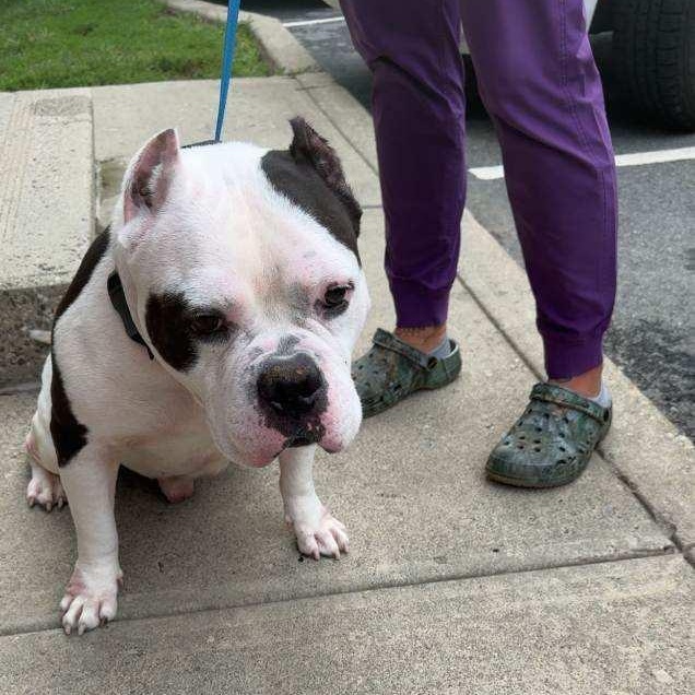 Enlarge Oinkey, an adoptable mixed breed in Brewster, NY image 4/4