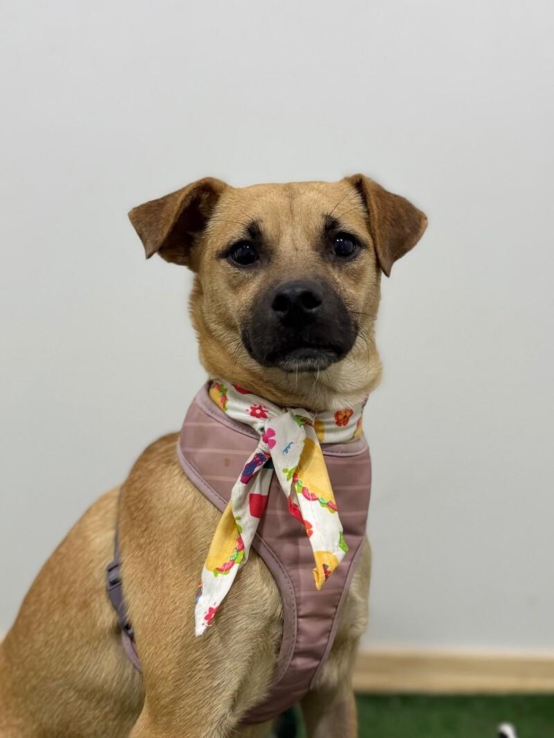 Alexandra, an adoptable Shepherd Mix in Concord, CA_image-1