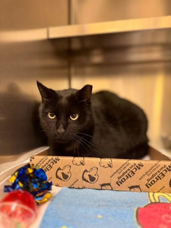 Big Boy, Adoptable, Adult Male Domestic Short Hair.