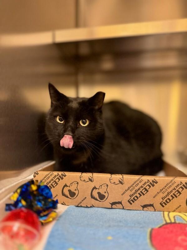 Big Boy, a Adoptable Domestic Short Hair in Wooster, OH image 2/2