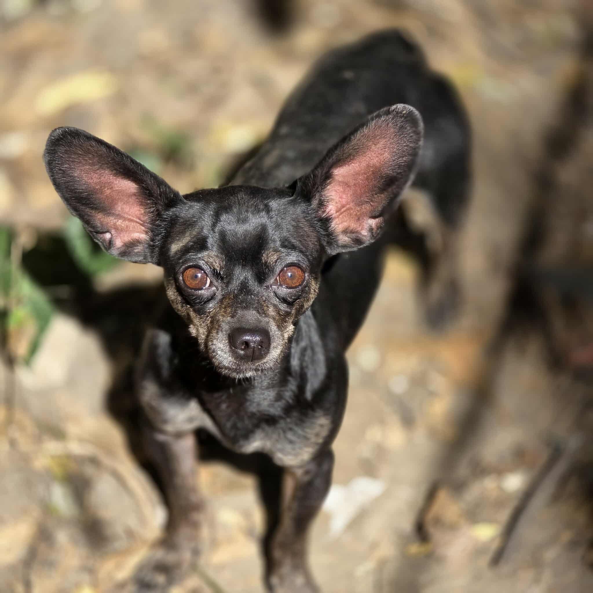 Enlarge Midnight, a Adopted Chihuahua in Hazelwood, MO image 4/4
