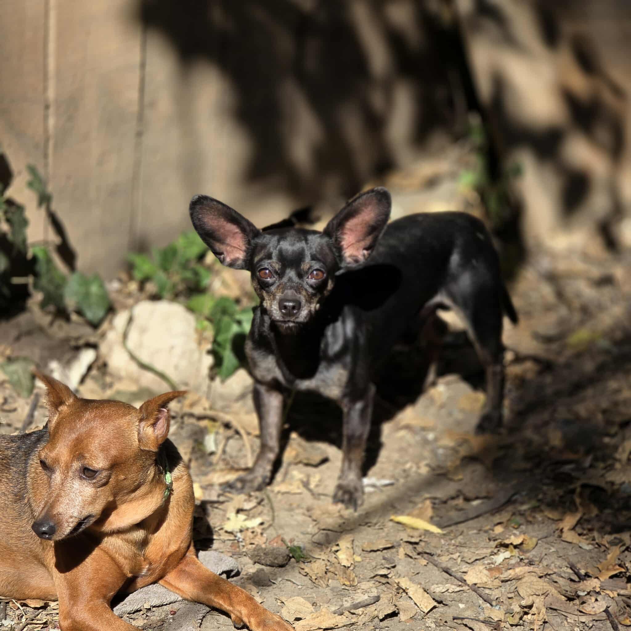 Enlarge Midnight, a Adopted Chihuahua in Hazelwood, MO image 2/4