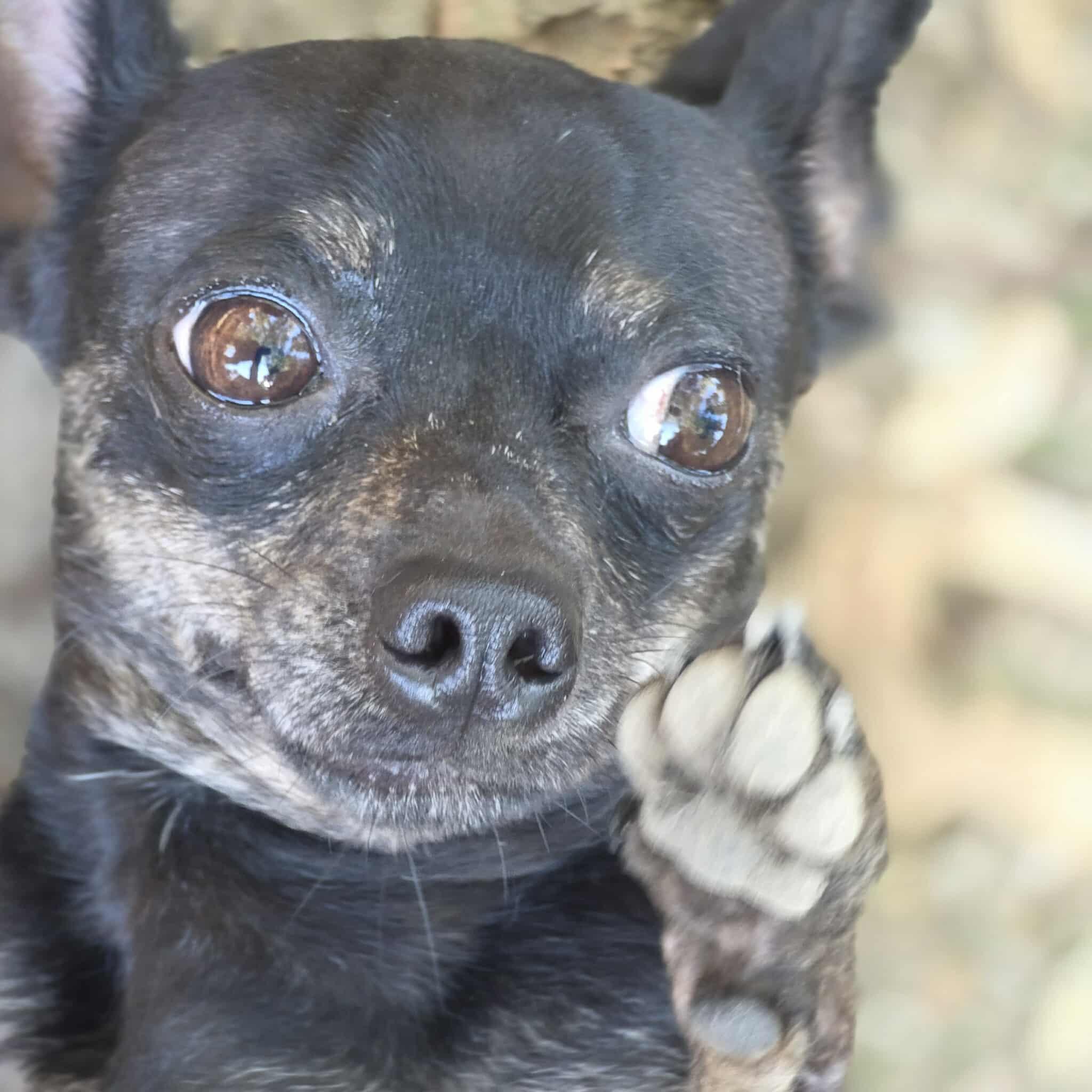 Enlarge Midnight, a Adopted Chihuahua in Hazelwood, MO image 3/4