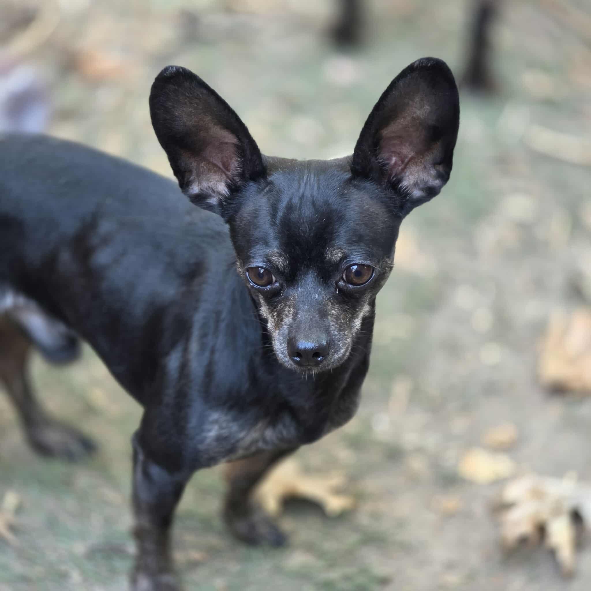Midnight, Adopted, Adult Male Chihuahua.