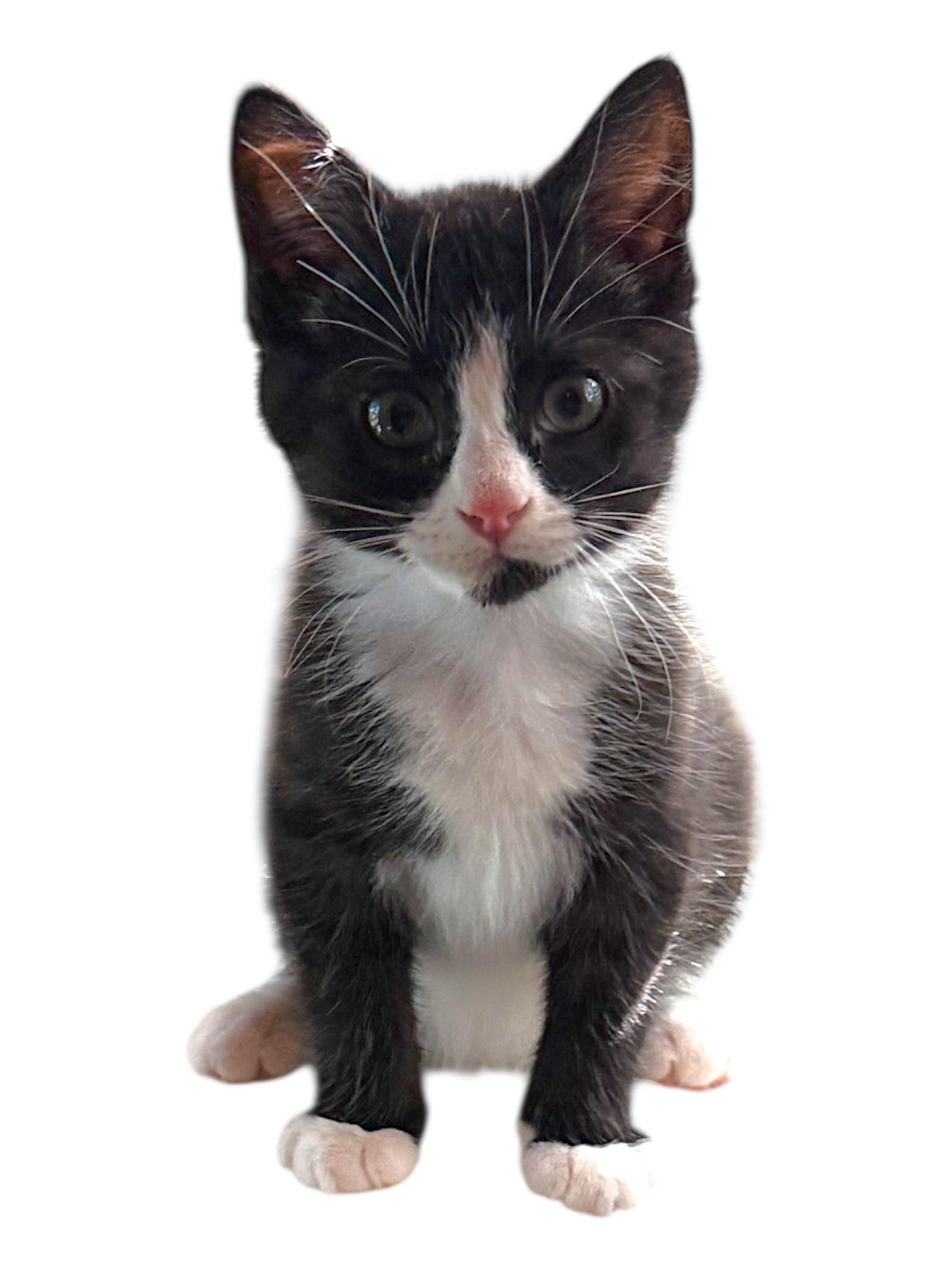 CHRISTIAN (Bonded to his sister Maise), Baby Male Domestic Short Hair