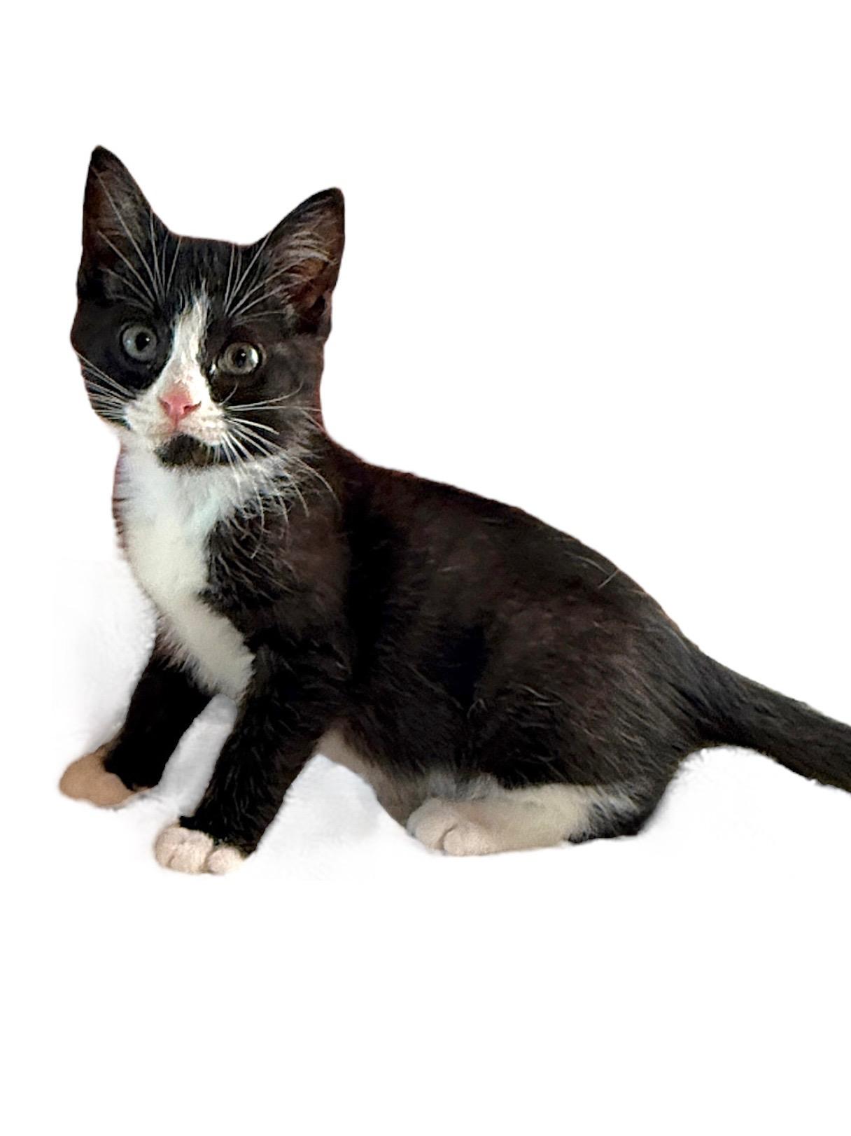 CHRISTIAN (Bonded to his sister Maise)
