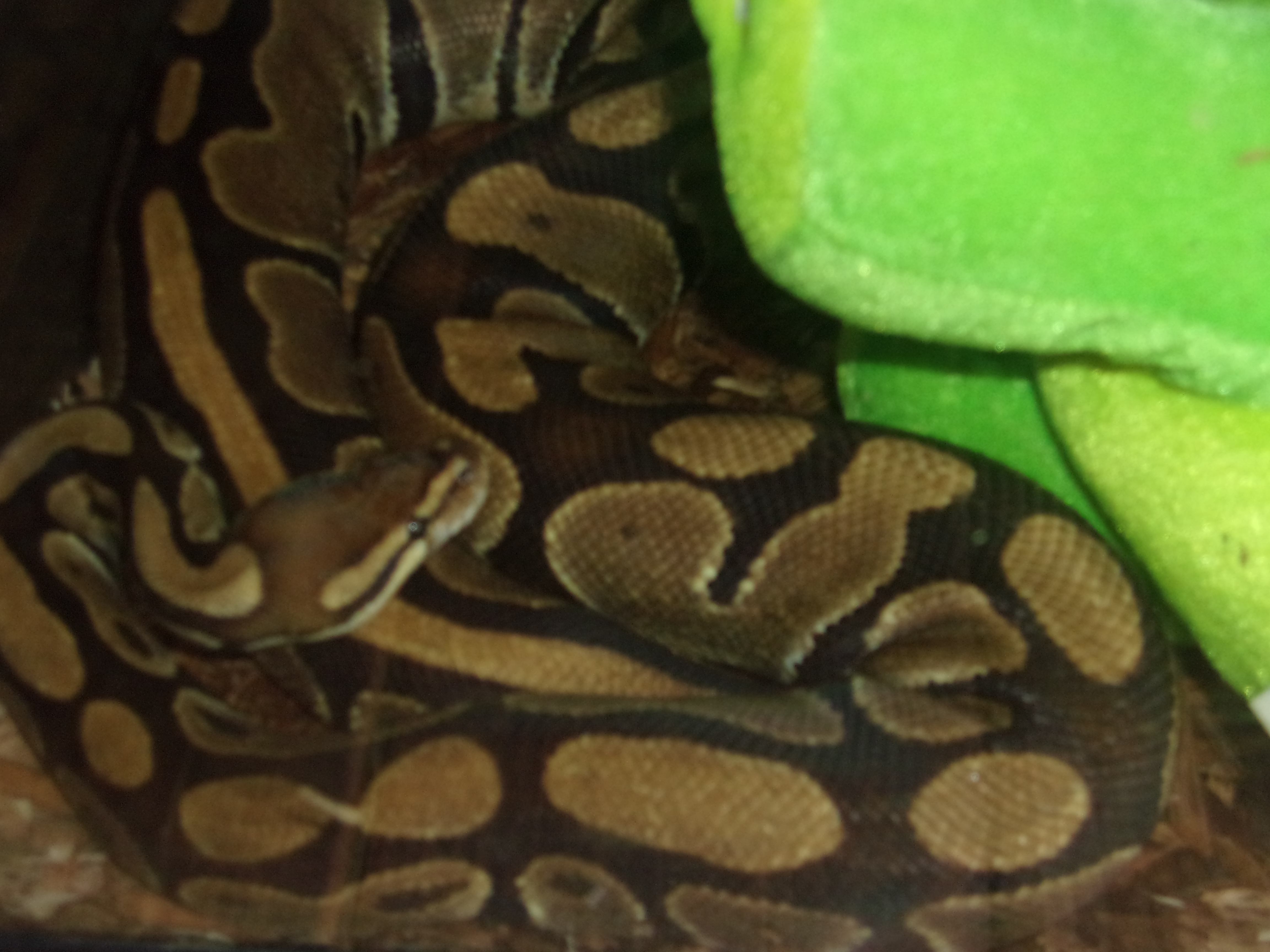 5-Ball Pythons :o)