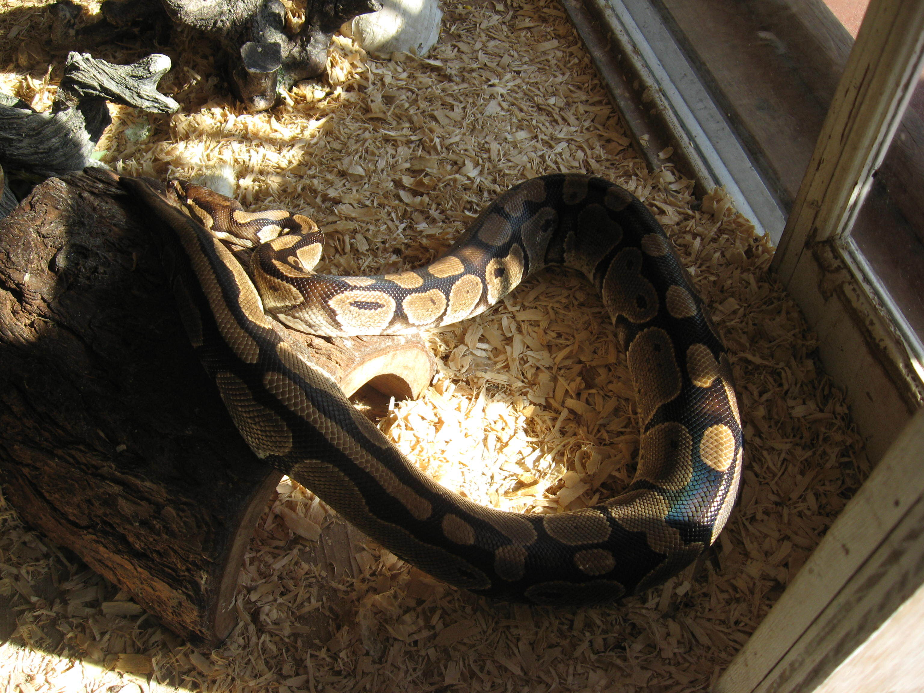 5-Ball Pythons :o) 2