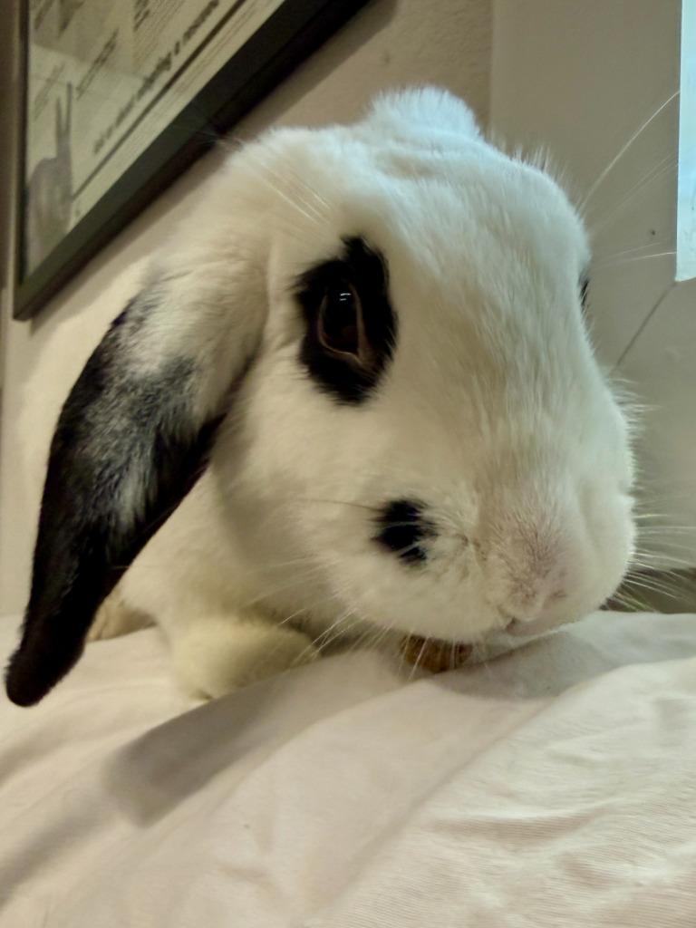 Enlarge Anita Peeta, a Adoptable Mini Lop in Pflugerville, TX image 1/6