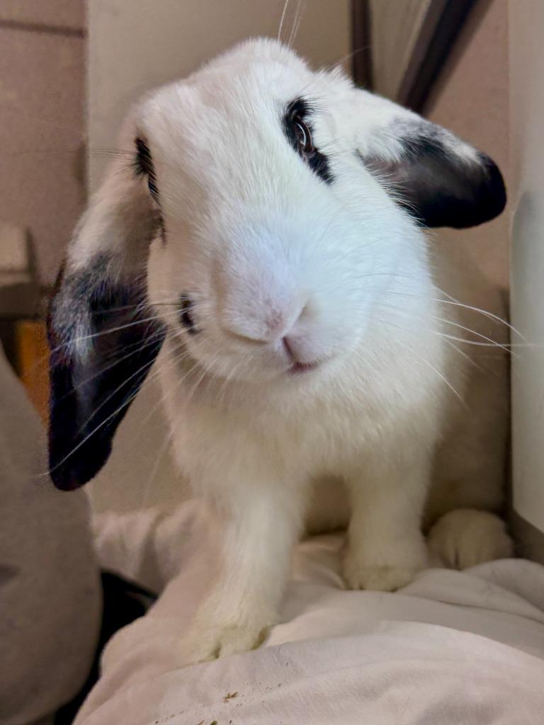 Enlarge Anita Peeta, a Adoptable Mini Lop in Pflugerville, TX image 2/6