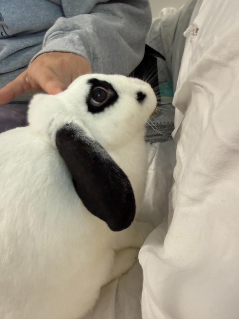 Enlarge Anita Peeta, a Adoptable Mini Lop in Pflugerville, TX image 3/6
