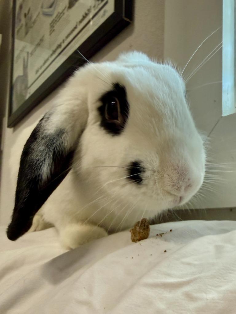 Enlarge Anita Peeta, a Adoptable Mini Lop in Pflugerville, TX image 4/6