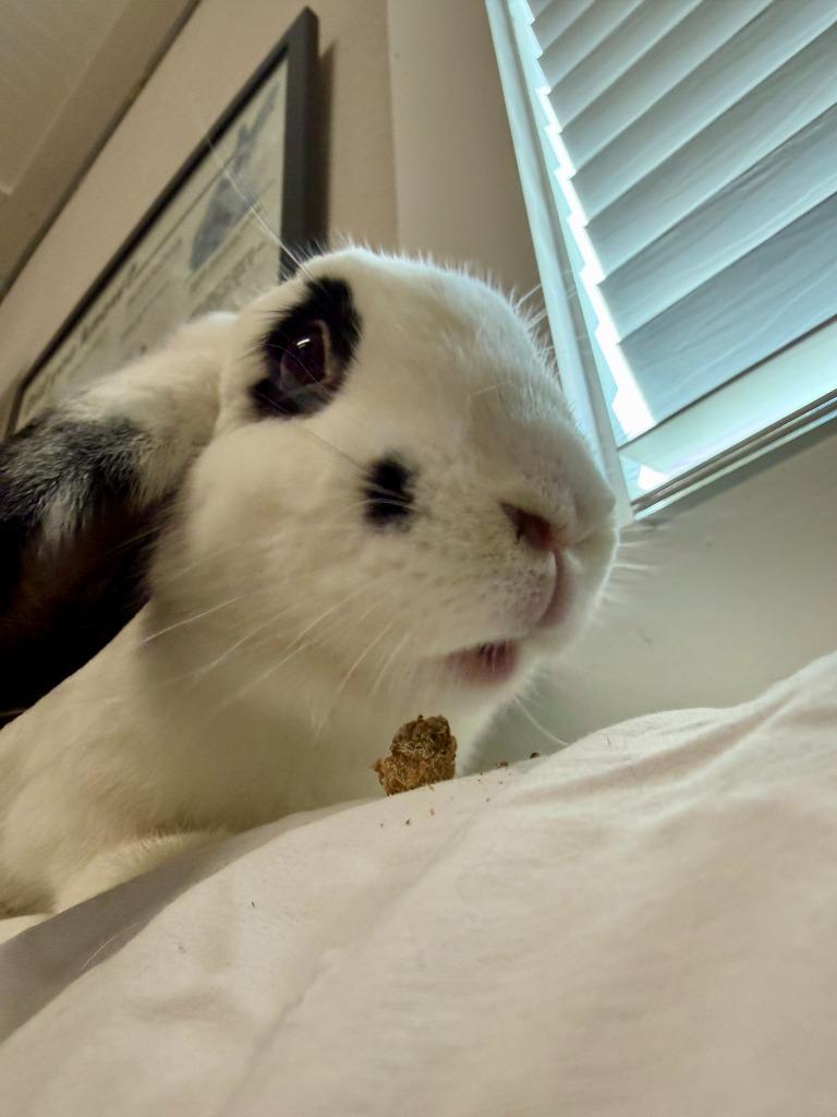 Enlarge Anita Peeta, a Adoptable Mini Lop in Pflugerville, TX image 6/6