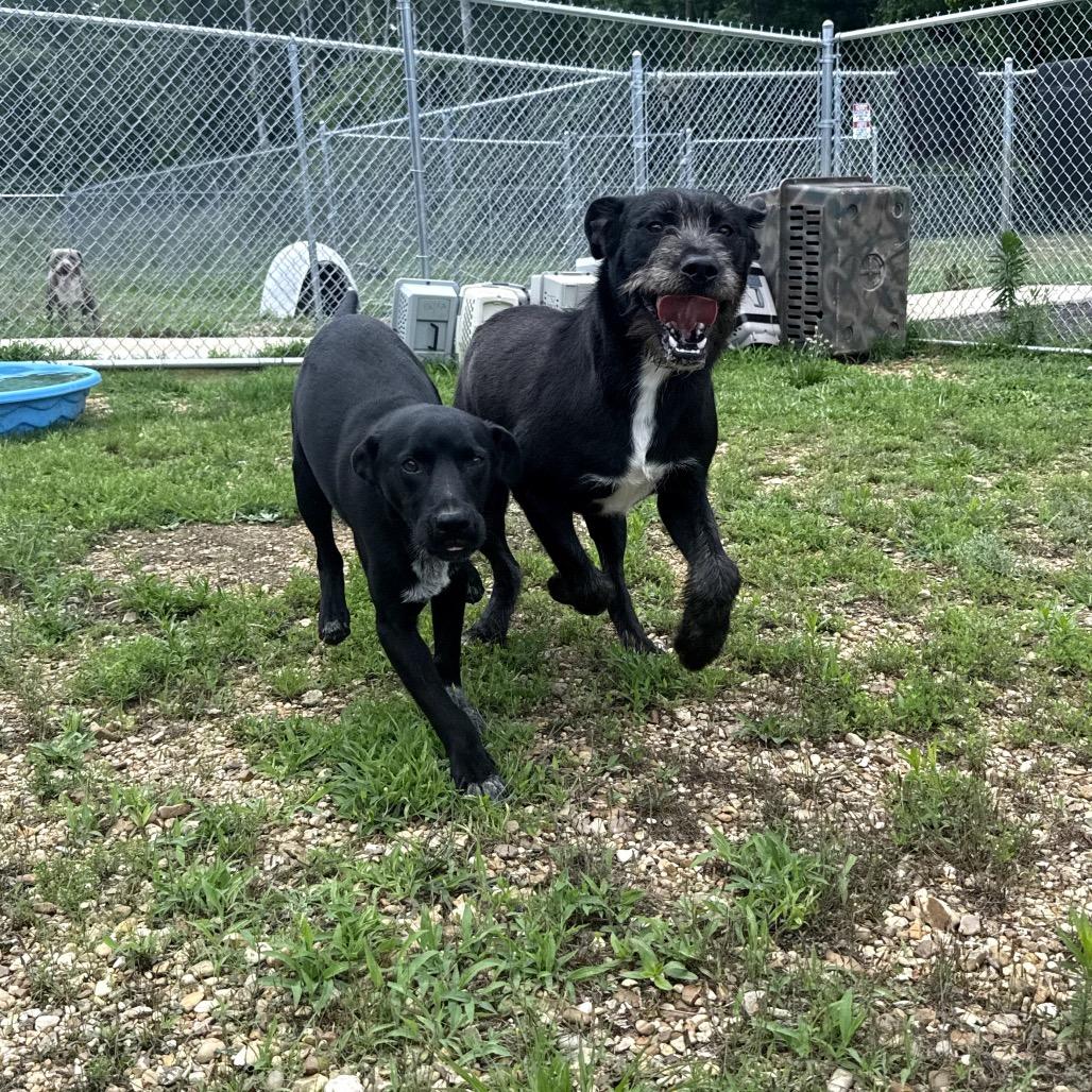 Goggle, Adoptable, Young Male Mixed Breed & German Shorthaired Pointer.