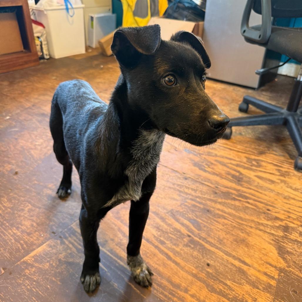 Goggle, a Adoptable mixed breed in Jersey City, NJ image 3/6