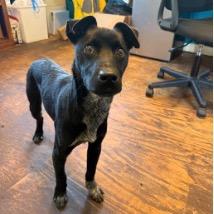 Goggle, a Adoptable mixed breed in Jersey City, NJ image 4/6