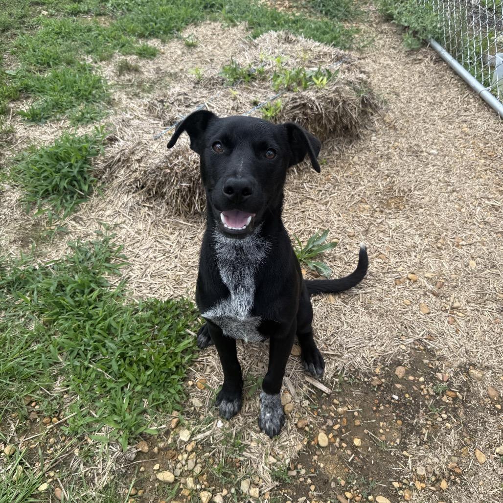 Goggle, a Adoptable mixed breed in Jersey City, NJ image 5/6