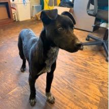 Goggle, a Adoptable mixed breed in Jersey City, NJ image 6/6
