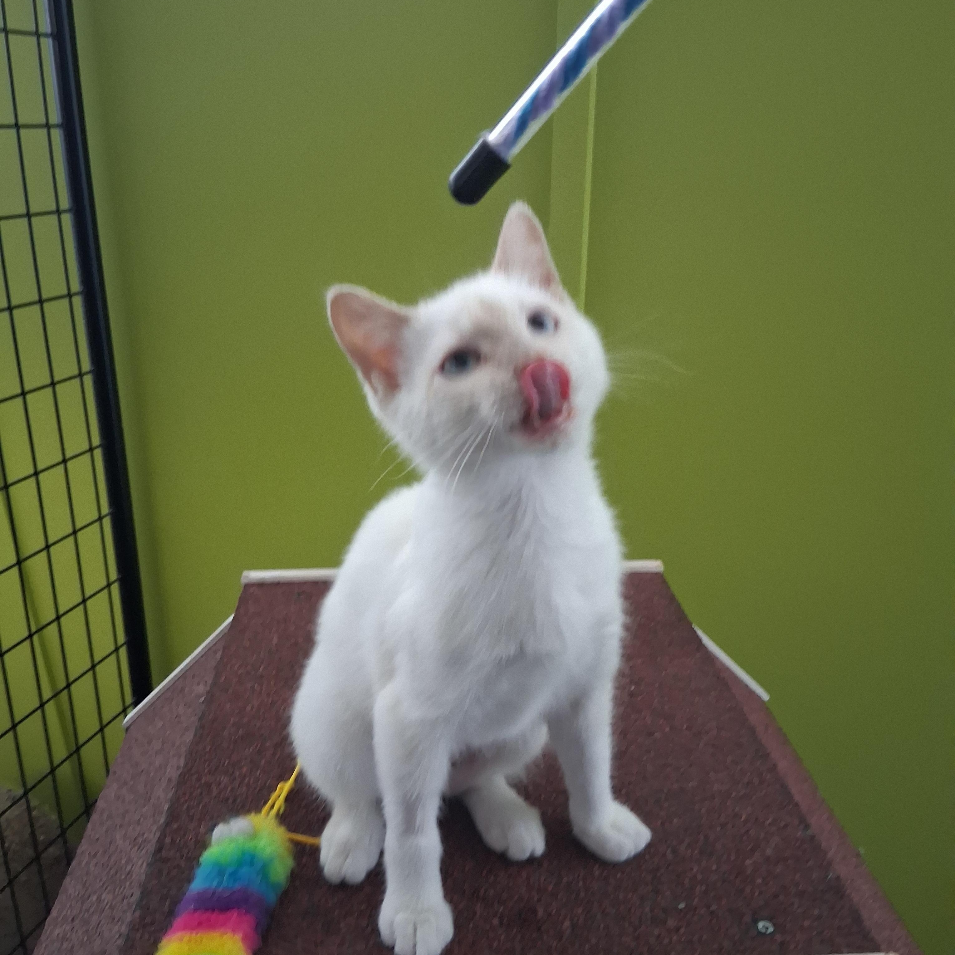 Enlarge Dumpling, a ADOPTABLE Domestic Short Hair in Northfield, MN image 1/1