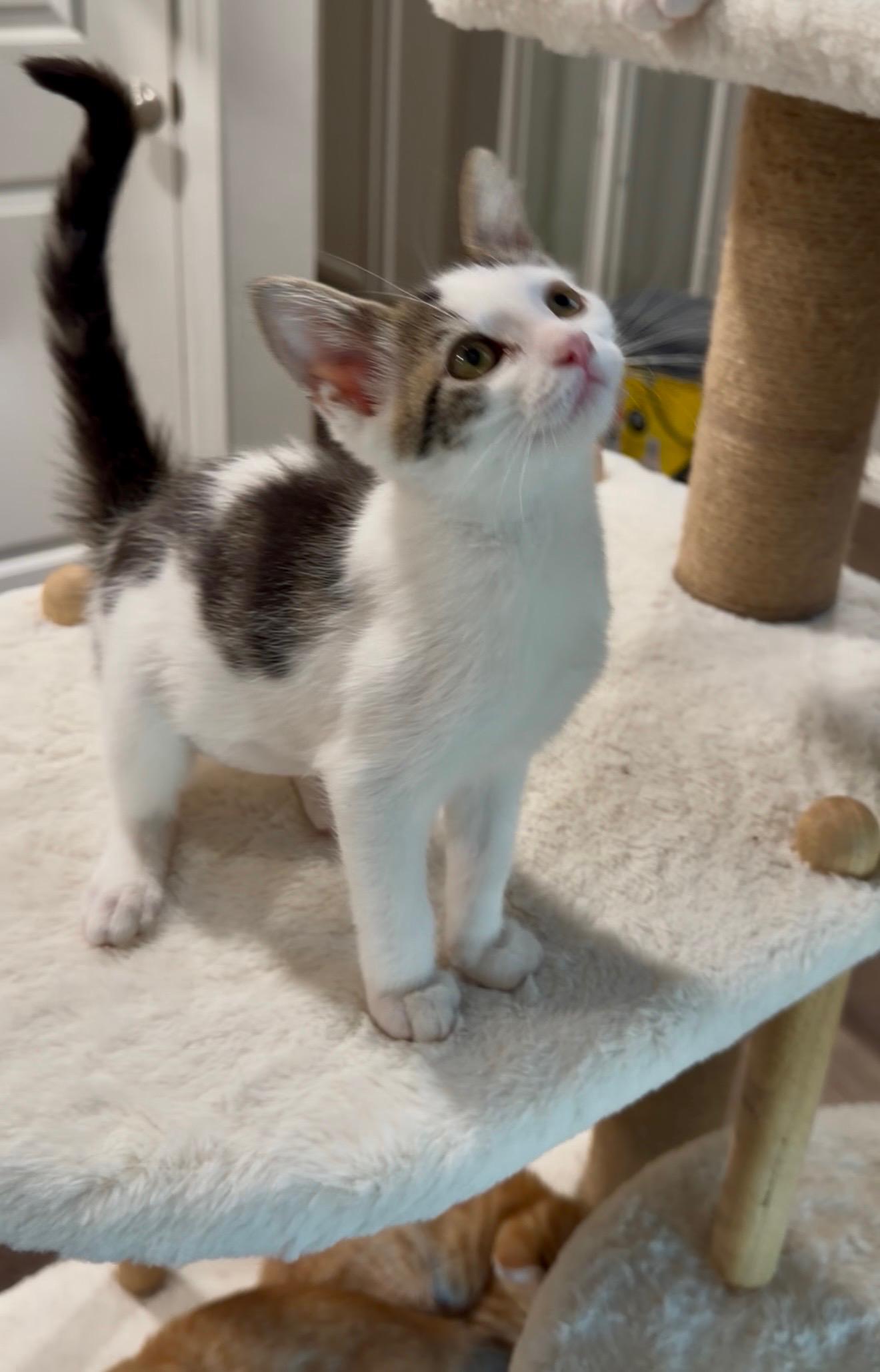Enlarge Zara, a ADOPTABLE Tabby in Oakley, CA image 2/3