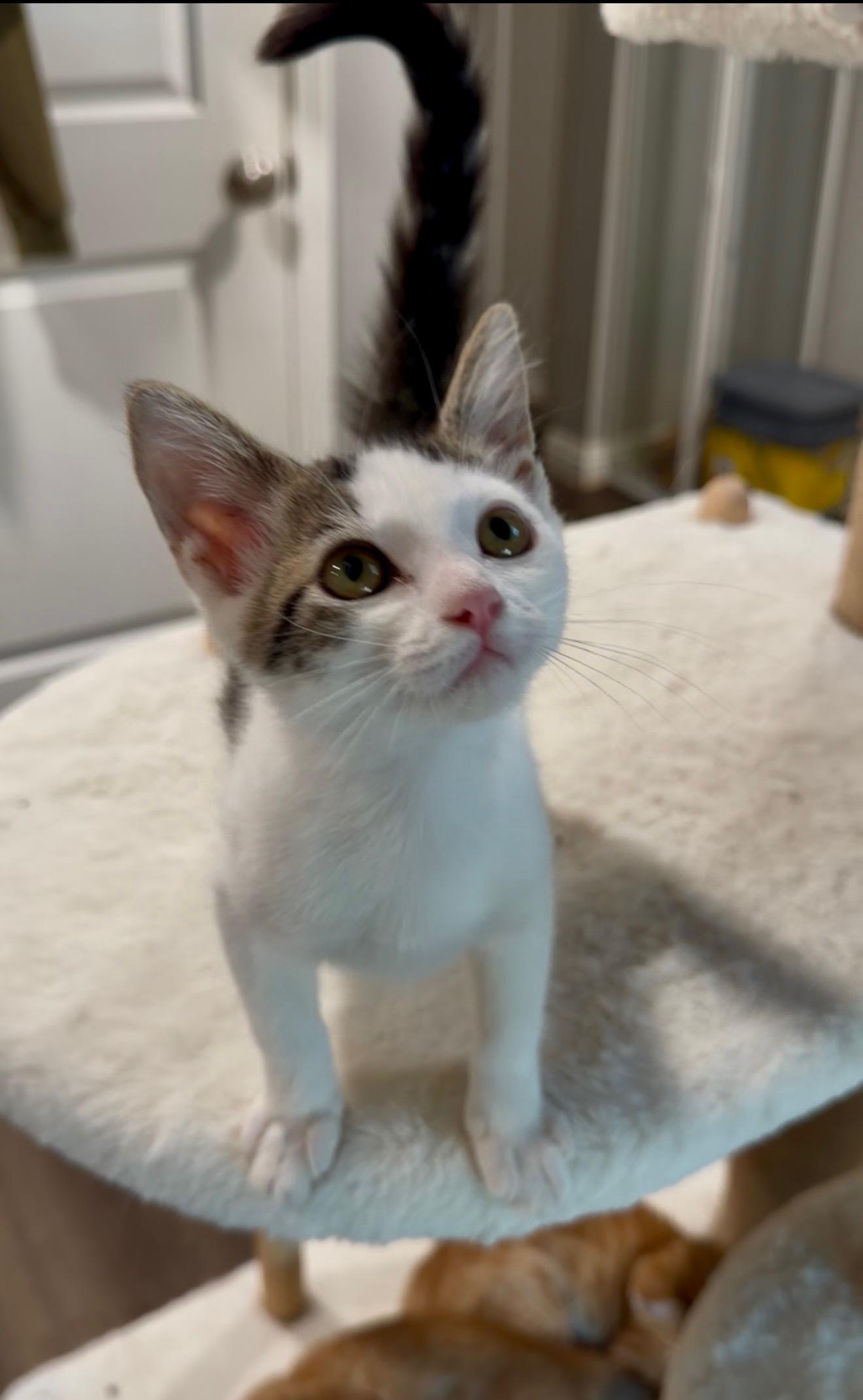 Enlarge Zara, a ADOPTABLE Tabby in Oakley, CA image 3/3