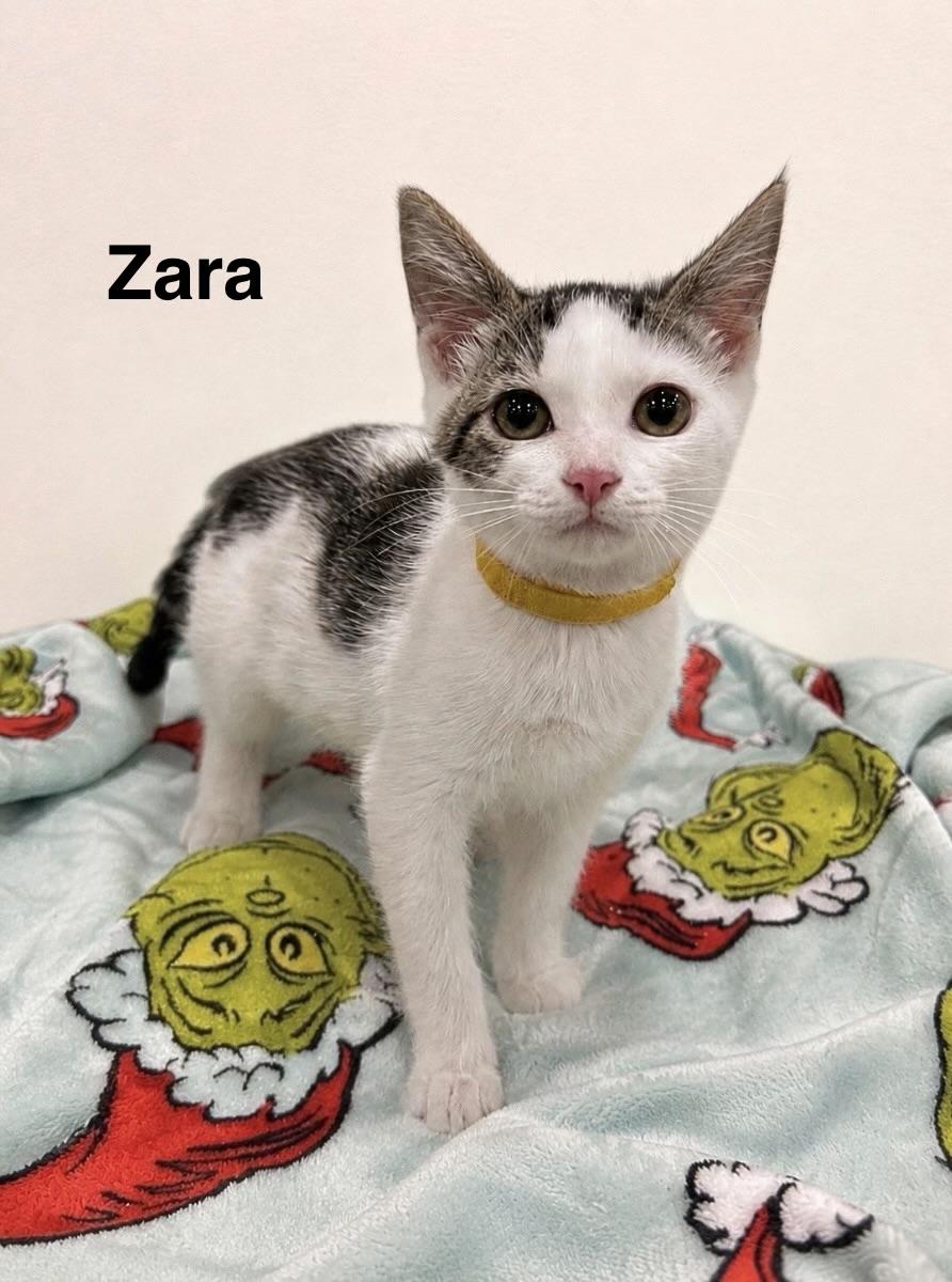 Zara, ADOPTABLE, Kitten Female Tabby.