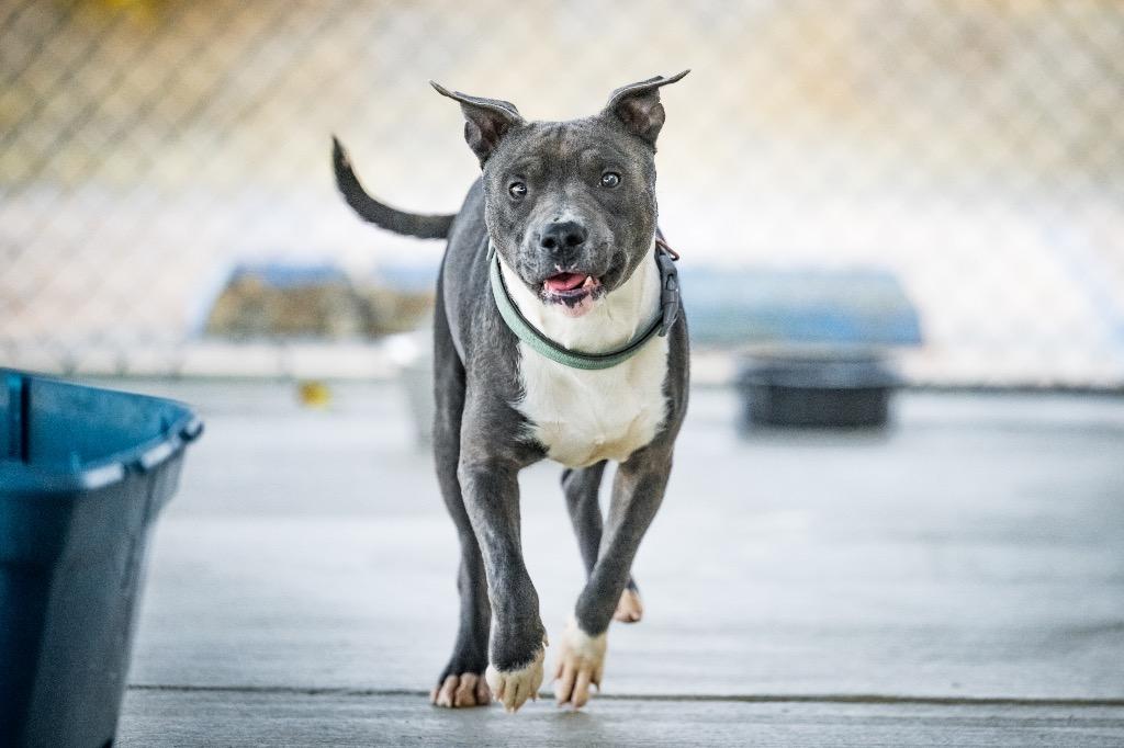 Wonder Pup, Adoptable, Young Male Pit Bull Terrier.