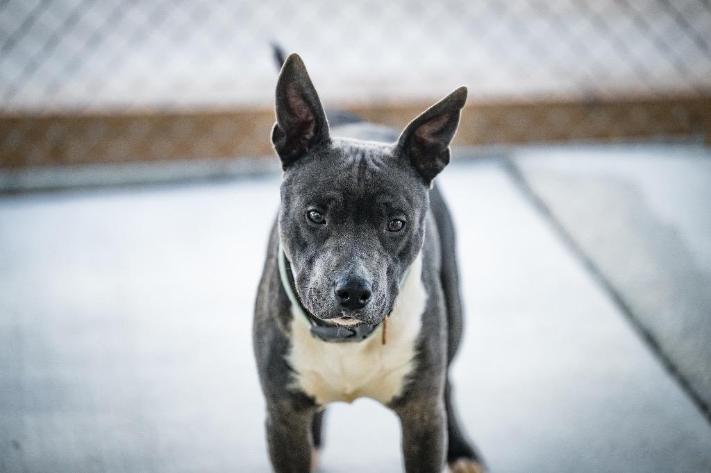 Enlarge Wonder Pup, a Adoptable Pit Bull Terrier in Twentynine Palms, CA image 3/6