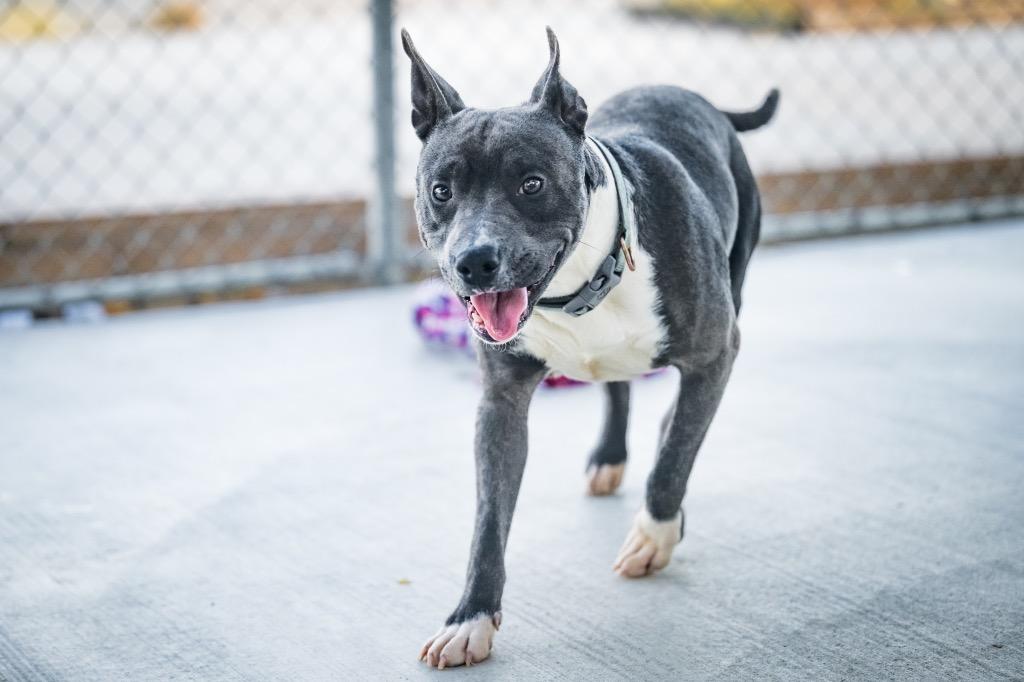 Enlarge Wonder Pup, a Adoptable Pit Bull Terrier in Twentynine Palms, CA image 4/6