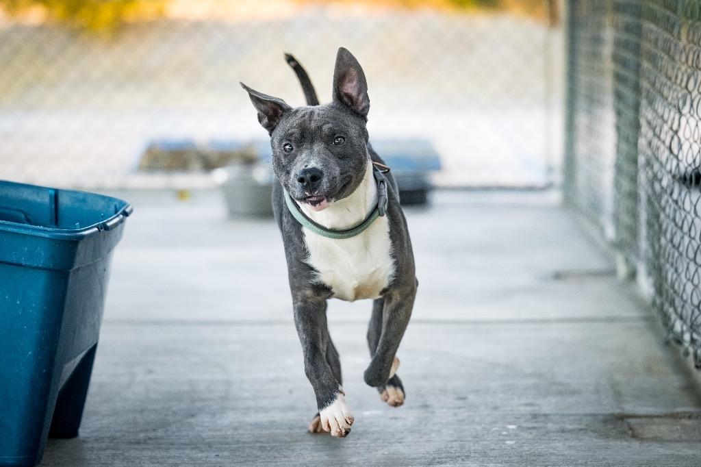 Enlarge Wonder Pup, a Adoptable Pit Bull Terrier in Twentynine Palms, CA image 5/6