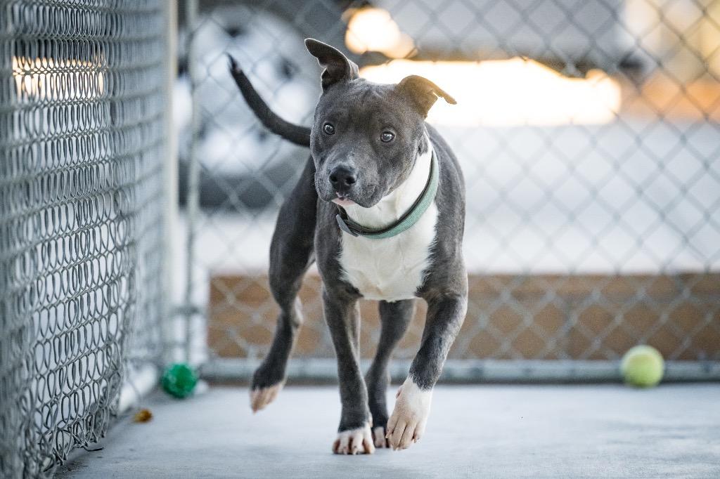 Enlarge Wonder Pup, a Adoptable Pit Bull Terrier in Twentynine Palms, CA image 6/6