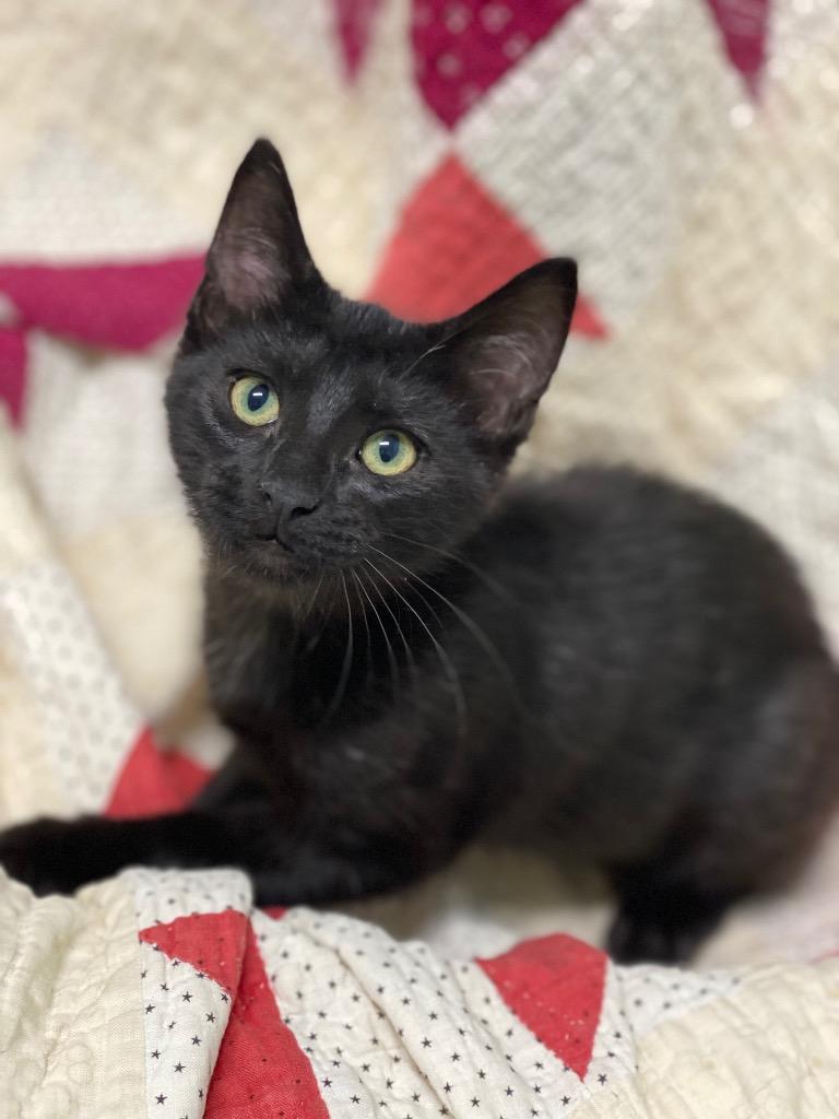 Enlarge Astrid, a Adoptable Domestic Short Hair in Decorah, IA image 1/3