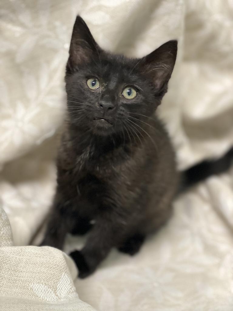 Astrid, Adoptable, Kitten Female Domestic Short Hair.