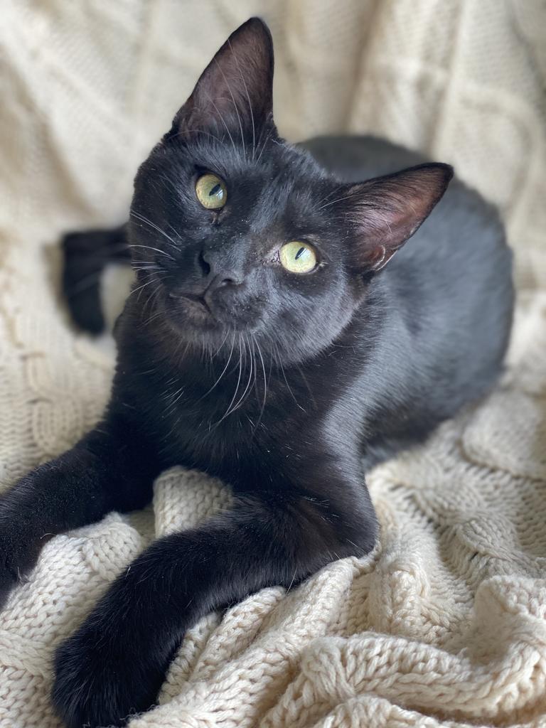Enlarge Astrid, a Adoptable Domestic Short Hair in Decorah, IA image 3/3