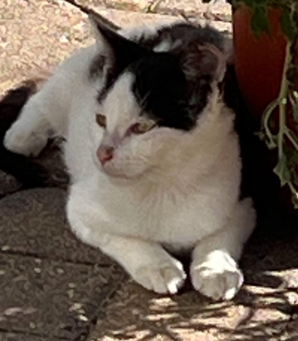 Enlarge Charlotte, a Adoptable American Shorthair in Charles City, IA image 2/2
